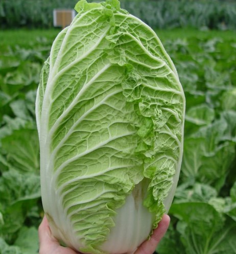 Капуста пекинская Ричи F1 фото 2