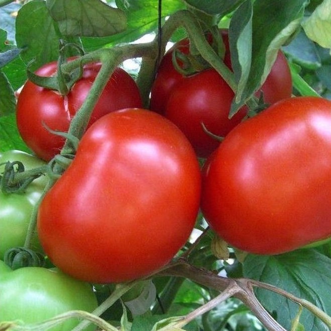 Семена томатов Мейс F1  фото 1