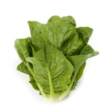 Салат Рафаэль F1 фото 2