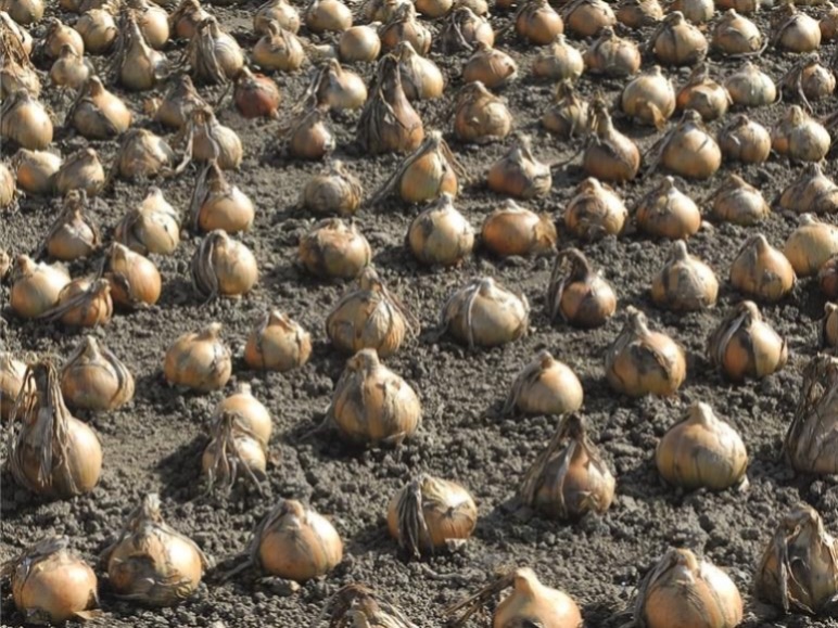 Лук Эксибишен фото 1