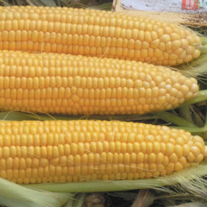 Кукуруза Драйвер Р F1  фото 2