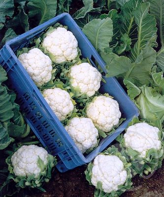 Капуста цветная Фридом F1 фото 2