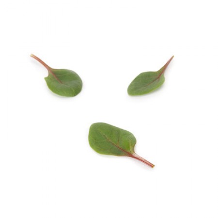 Семена шпината Ред Табби F1 фото 2