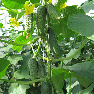 Огурец Кибрия F1 фото 2