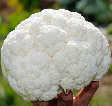 Капуста цветная Клэптон F1 фото 2
