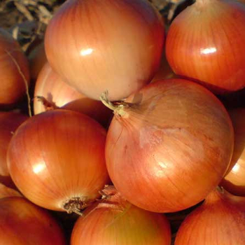 Лук Боско F1 фото 1