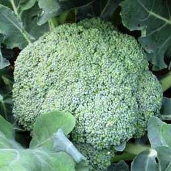 Семена брокколи Фиеста F1 фото 2