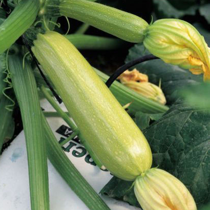 Кабачок Ангелина F1 фото 1 