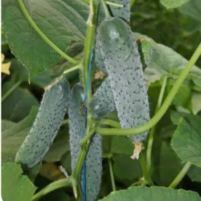 Огурец Валерия F1 фото 2