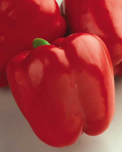 Перец Красный Рыцарь F1 фото 2