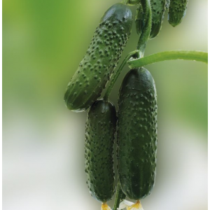 Огурец Хорс F1 фото 2