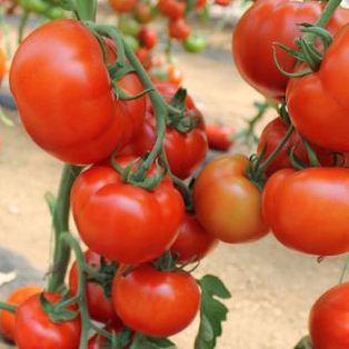 Семена томатов Белфаст F1  фото 2