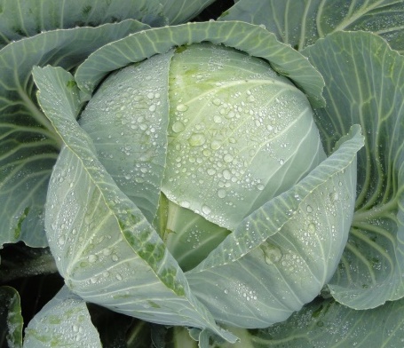 Капуста белокочанная Кронос F1 фото