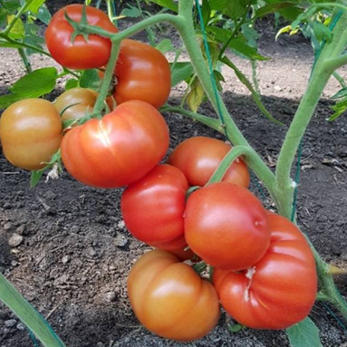 Семена томатов Девонет F1 фото 2