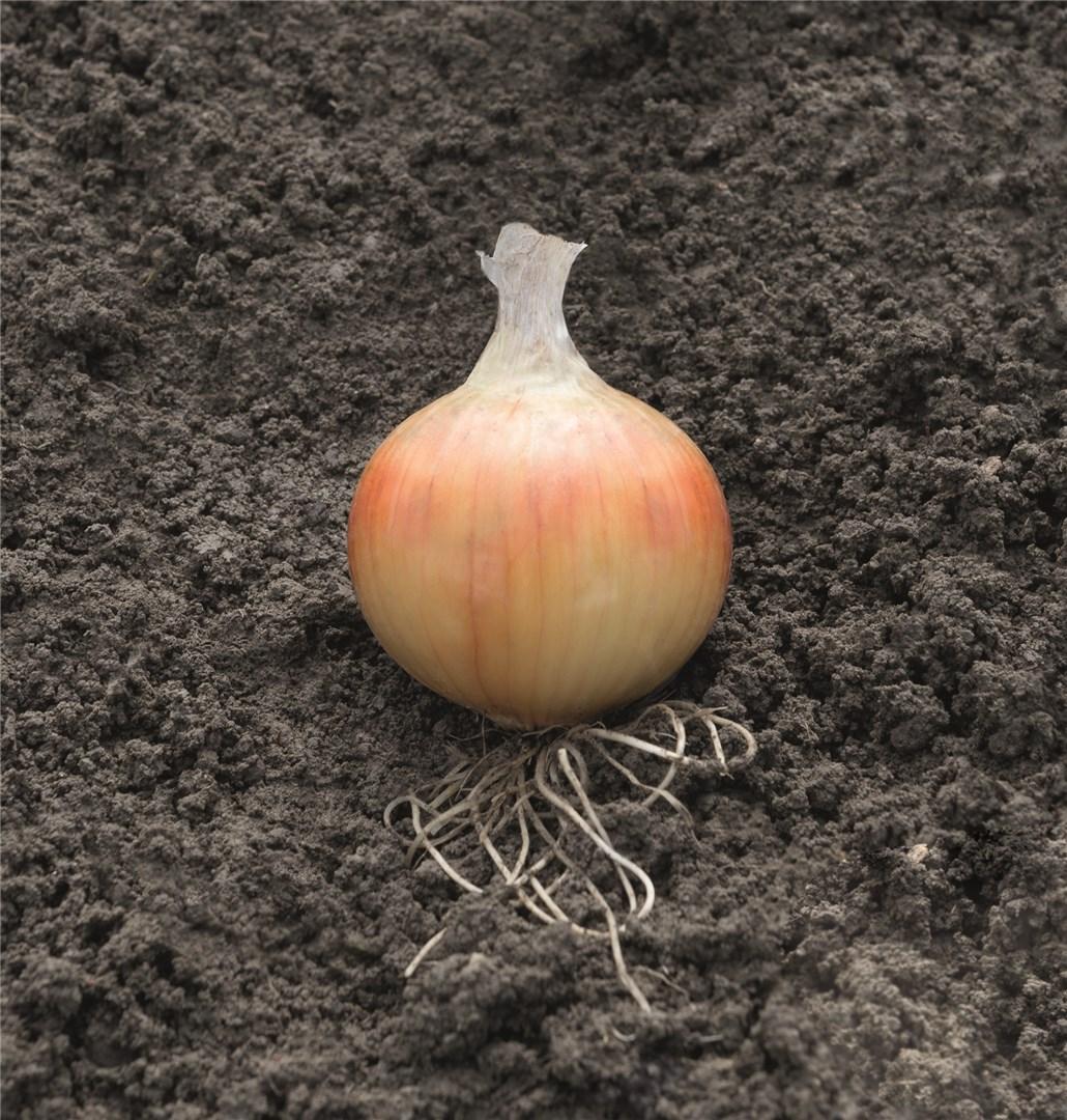 Лук Хаскай F1 фото 1