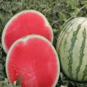 Семена арбуза Регус F1 фото 2