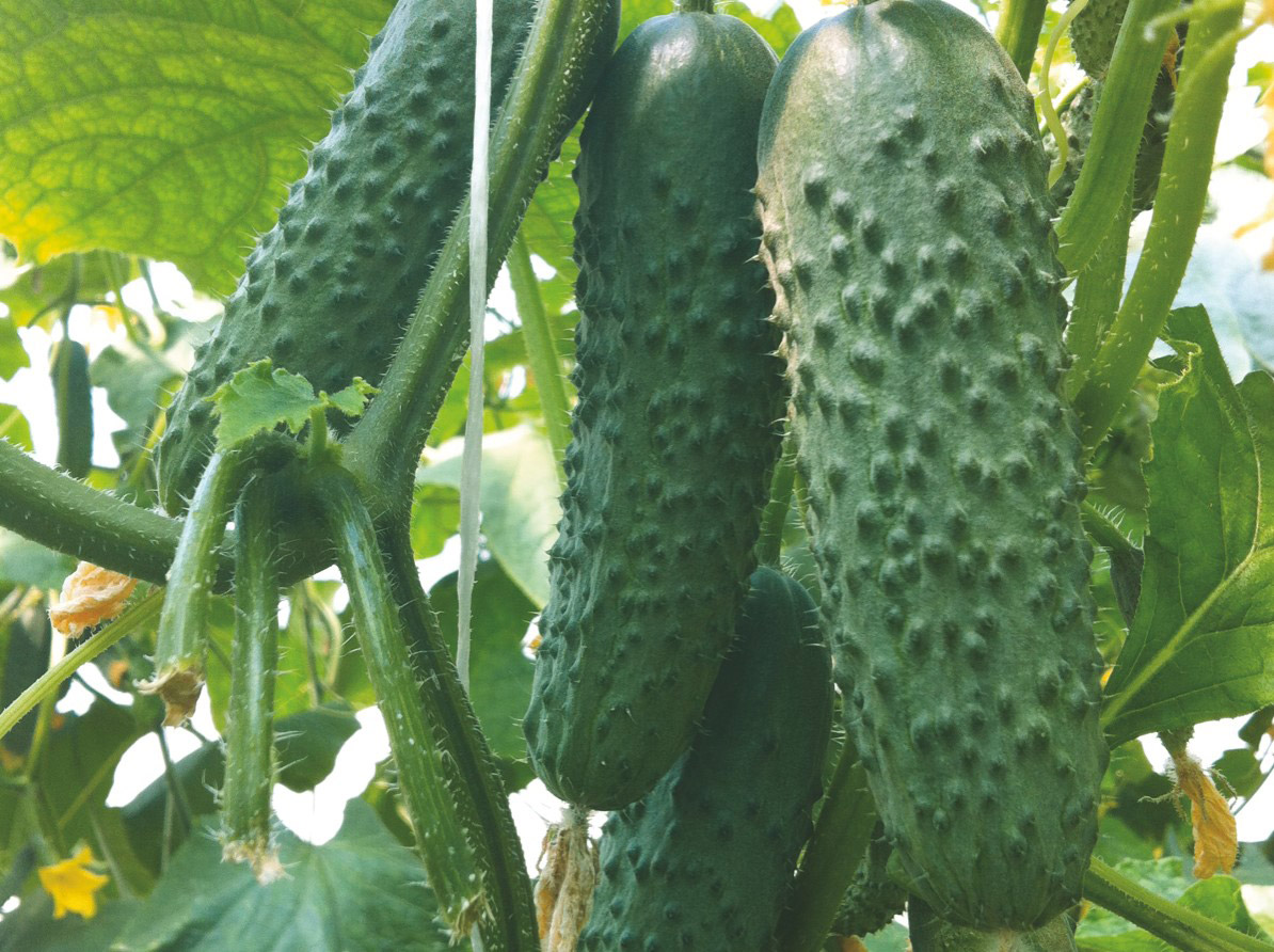 Огурец Ирлэнд F1 фото 2