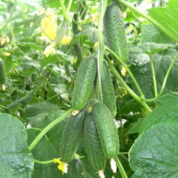 Огурец Мирабелл F1  фото 2