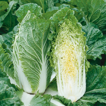 Капуста пекинская Суприн F1 фото 2