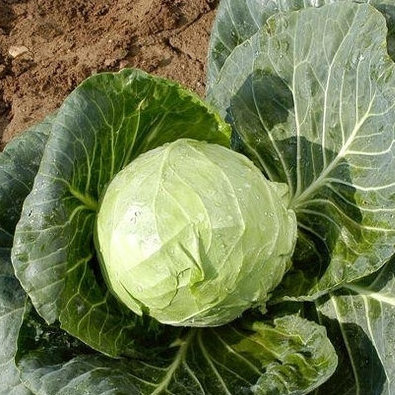 Капуста белокочанная Кандиса F1   фото