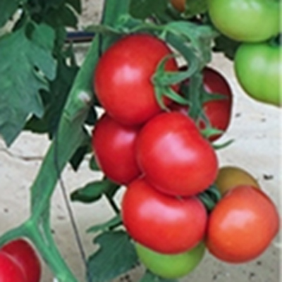 Семена томатов Халай 344 F1 фото 2