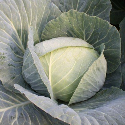 Капуста белокочанная Отм Квин F1 (Autumn Queen) фото