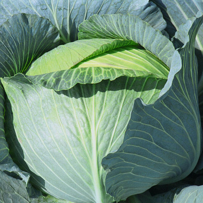 Капуста белокочанная Тайфун F1 фото