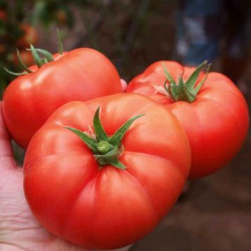 Семена томатов Лезафорта F1 фото 2