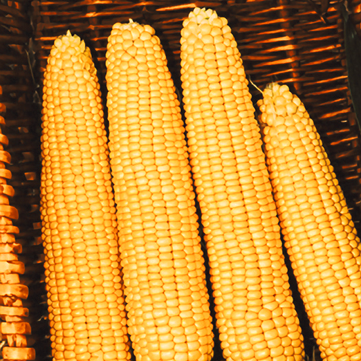 Кукуруза Мегатон F1 фото 2