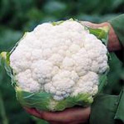 Капуста цветная Амейзинг фото 2