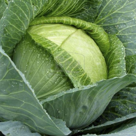 Капуста белокочанная Зенон F1  фото