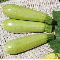 Кабачок Супердония F1 фото 1 