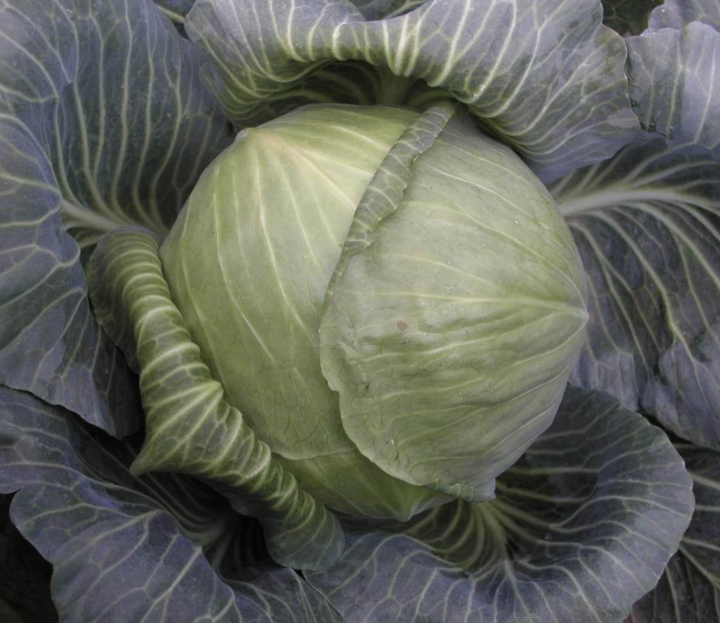 Капуста белокочанная Арривист F1 фото