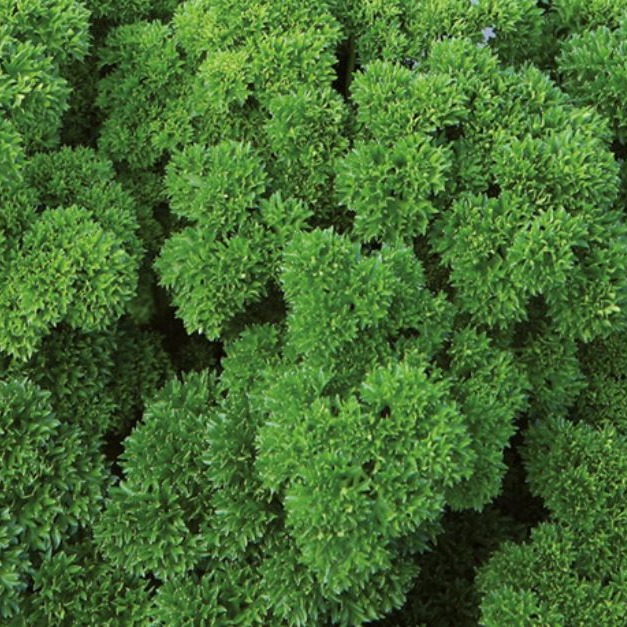 Семена петрушки Вега фото 2