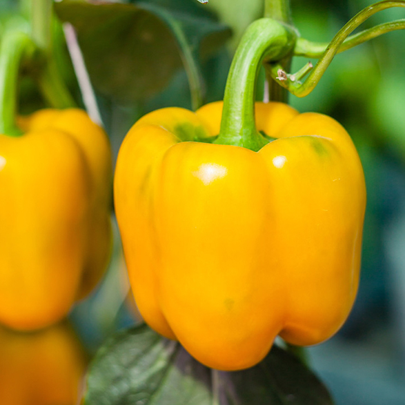 Калифорнийское чудо (желтый)