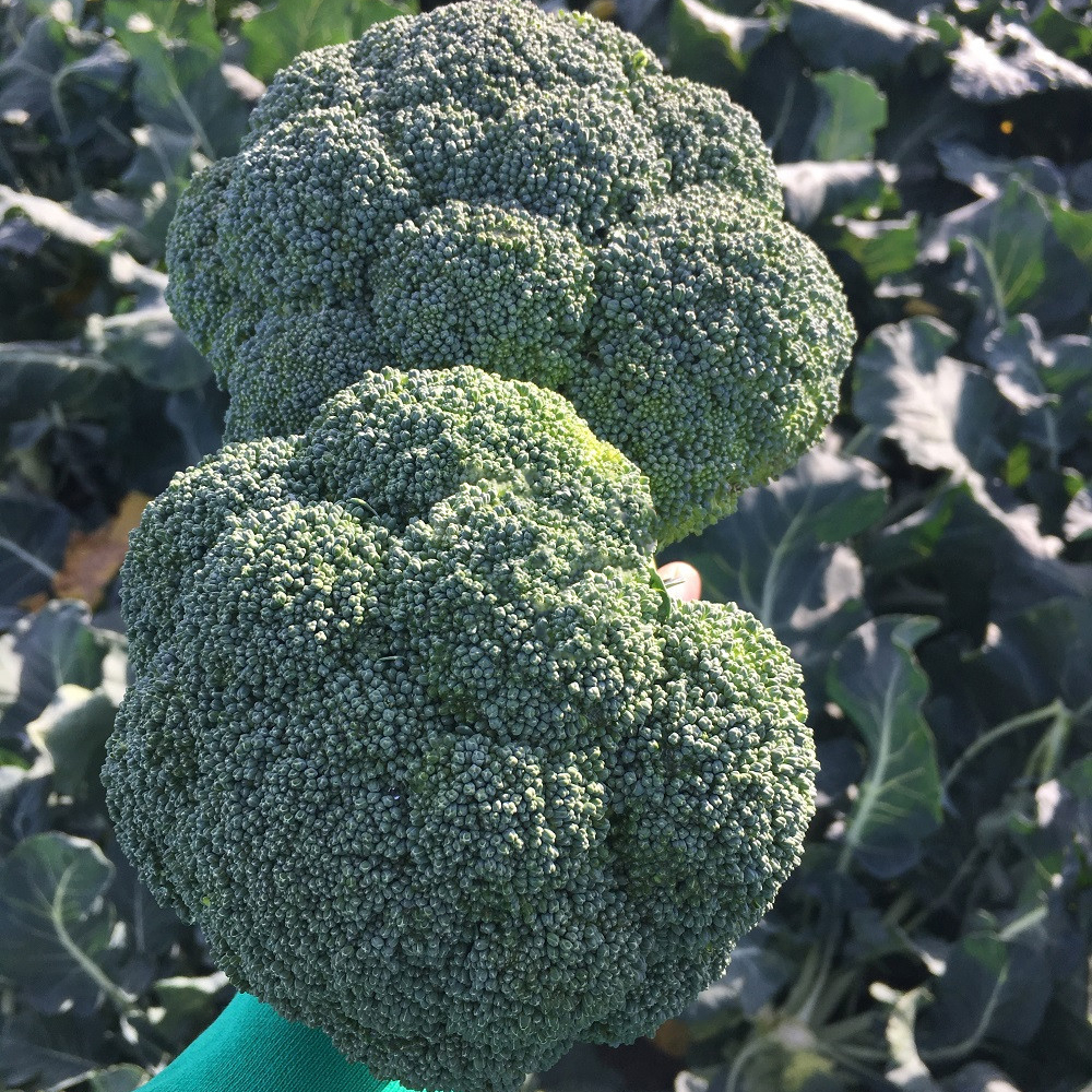 Семена брокколи Стирлинг  F1 фото 2