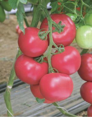 Семена томатов TM10740 F1 фото 2