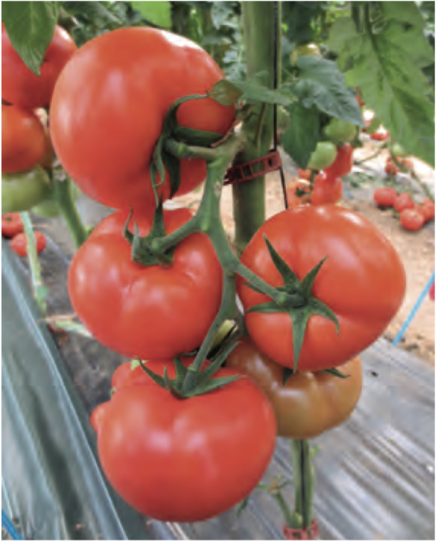 Семена томатов Селестин F1 фото 2