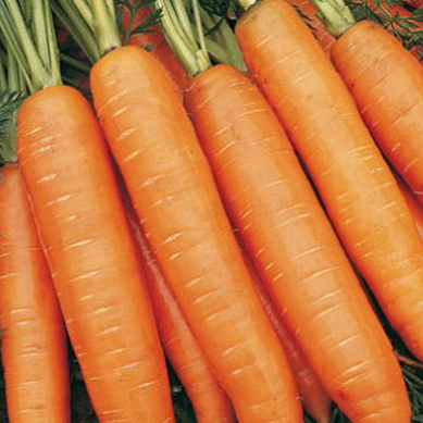 Морковь Чемпион F1 фото 2