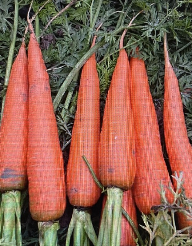 Морковь VAC 70 F1 фото 2