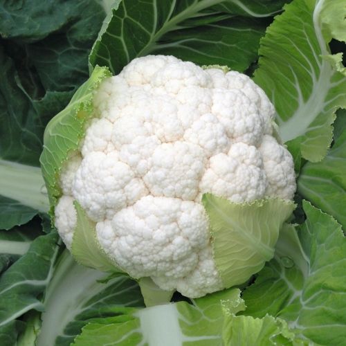 Капуста цветная Скайвокер F1 фото 2