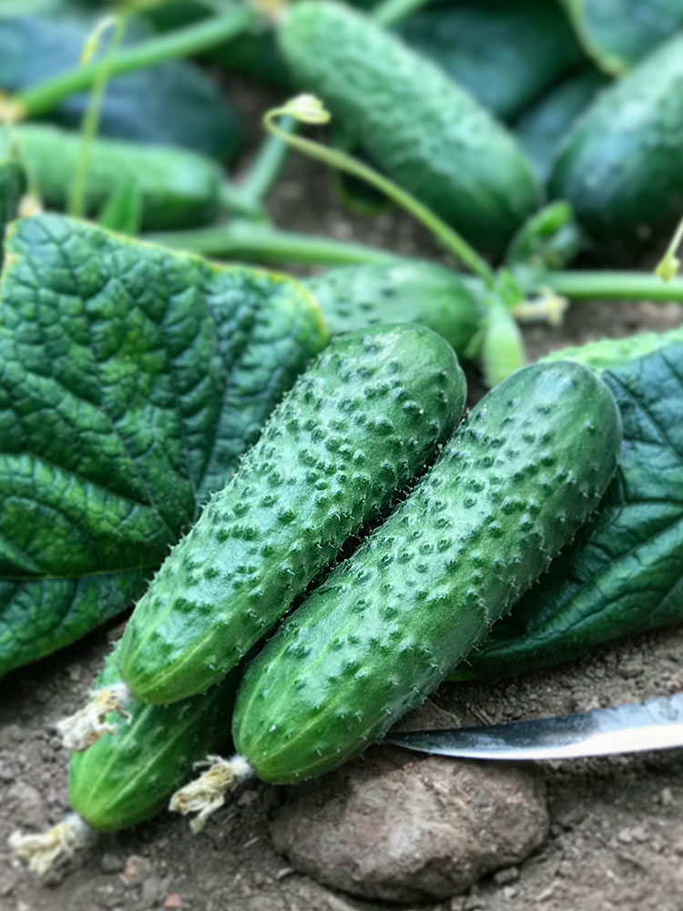 Огурец Солон F1 фото 2