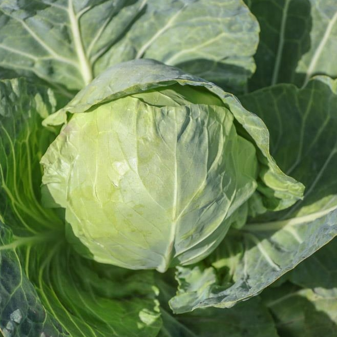 Капуста белокочанная Профессор F1 фото