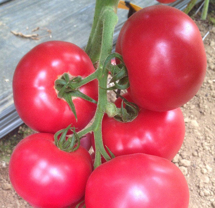 Семена томатов Цетус F1 фото 2