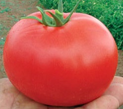 Семена томатов Бобкат F1 фото 2