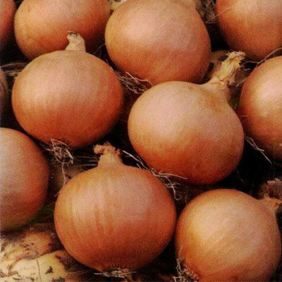 Лук Универсо F1 фото 1