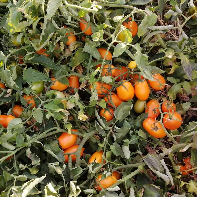 Семена томатов Тейсти Голд F1 фото 1