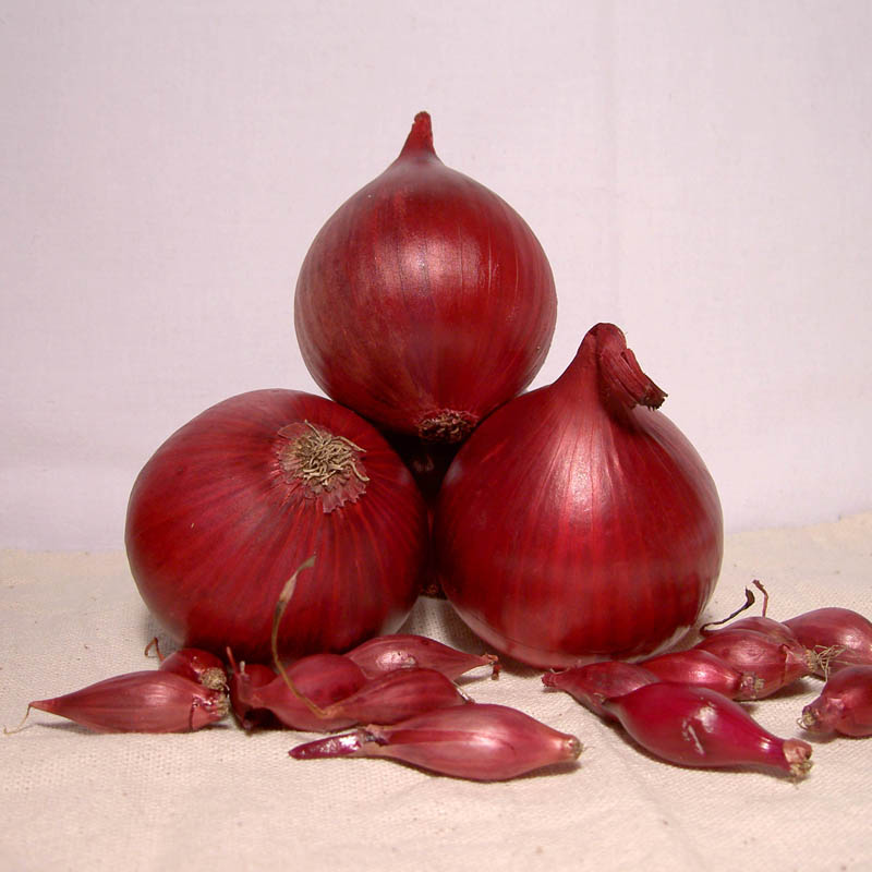 Лук Ред Барон F1 фото 1