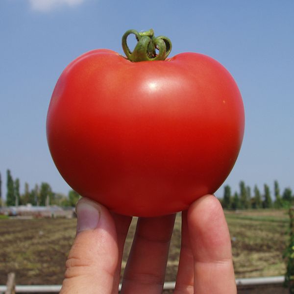 Семена томатов Багира F1 фото 2