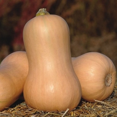 Тыква Тиана F1 фото 2